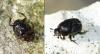 Onthophagus sp.